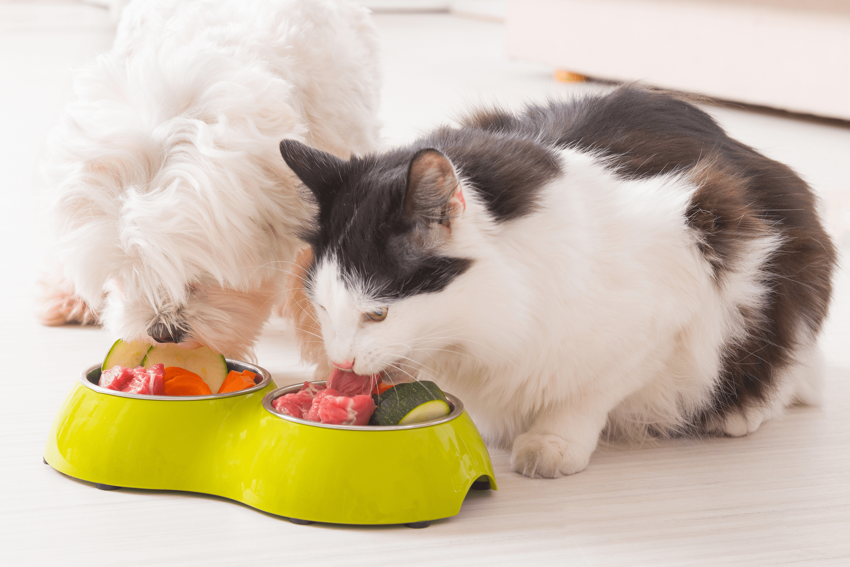 Dogs and Cats Food Dispenser (1)